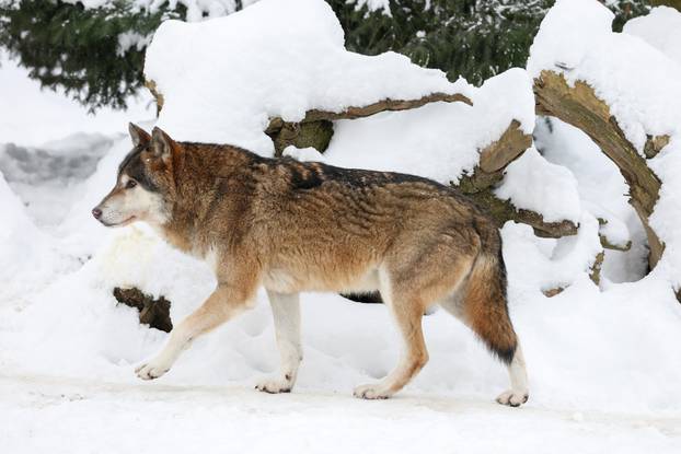 Zagreb: Snježno prijepodne u zoološkom vrtu