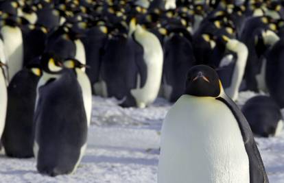 Pingvin našao ženu s drugim: Obračunali se pred kamerama