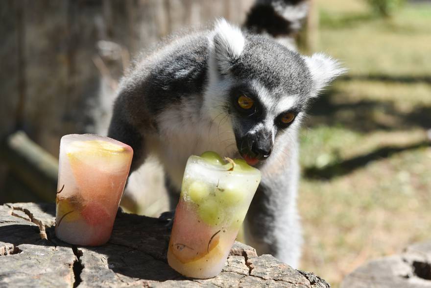 Stanovnici ZOO-a dobili ledene poslastice i tuširanje