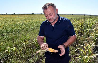 Poljoprivrednici očajni: Guske su pojele žito, a suša kukuruze