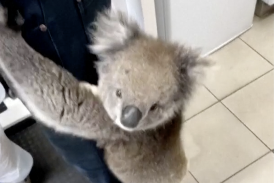 koala napala prodavača