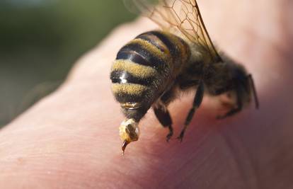 Jeste li alergični na ose i pčele možete saznati i prije uboda
