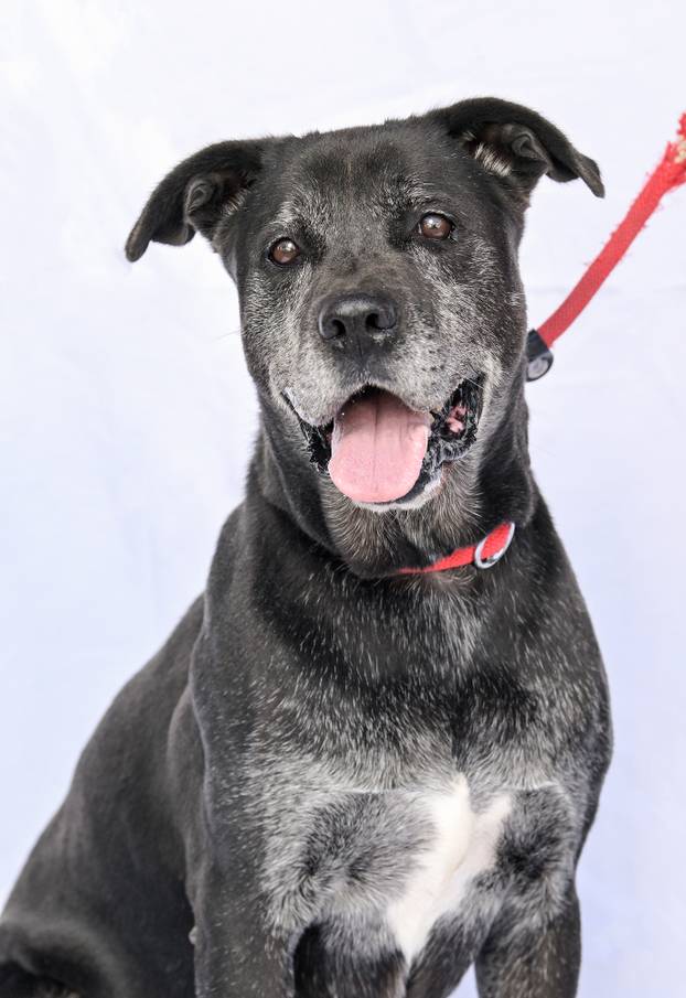 Psi iz Skloništa za nezbrinute životinje Grada Zagreba-Dumovec