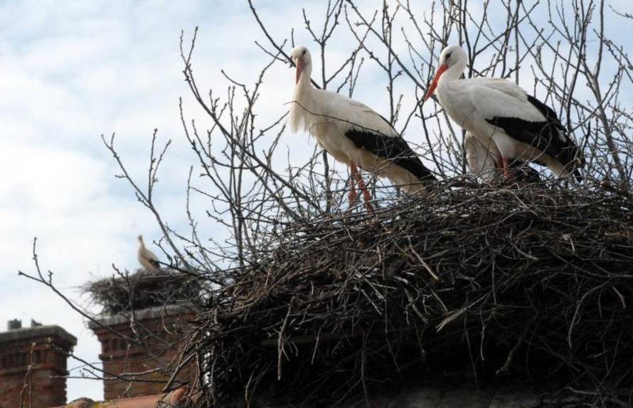 Ivica Galović/PIXSELL