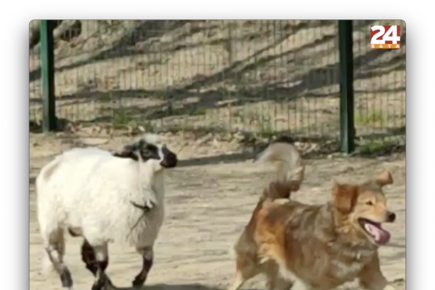 Ovca u psećem parku na Trešnjevci