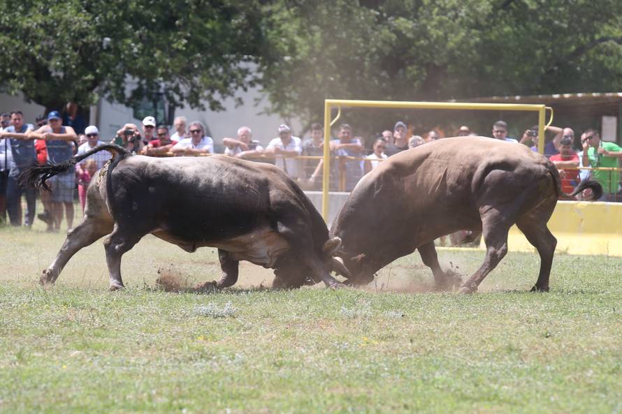 Pobjednik Medo pobjegao preko ograde, ljudi su bježali od njega