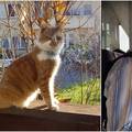 Mačak ulice Jordana zamijenio Zagorjem: 'Reagira samo na arapski jezik, jako je smiješan'