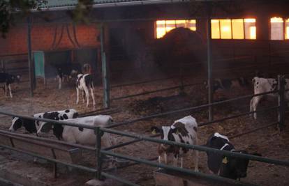 Biograd: Na farmi izbio požar, nijedna krava ipak nije stradala