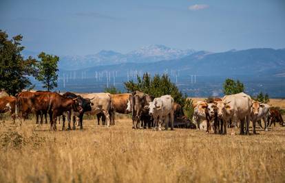 Ministarstvo: 'Tvrdnja da je sustav ignorirao sumnju na bedrenicu ne odgovara istini'