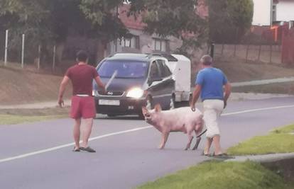 Prasica se prošetala cestom: 'Pa zar je krenula kod svog dečka?'