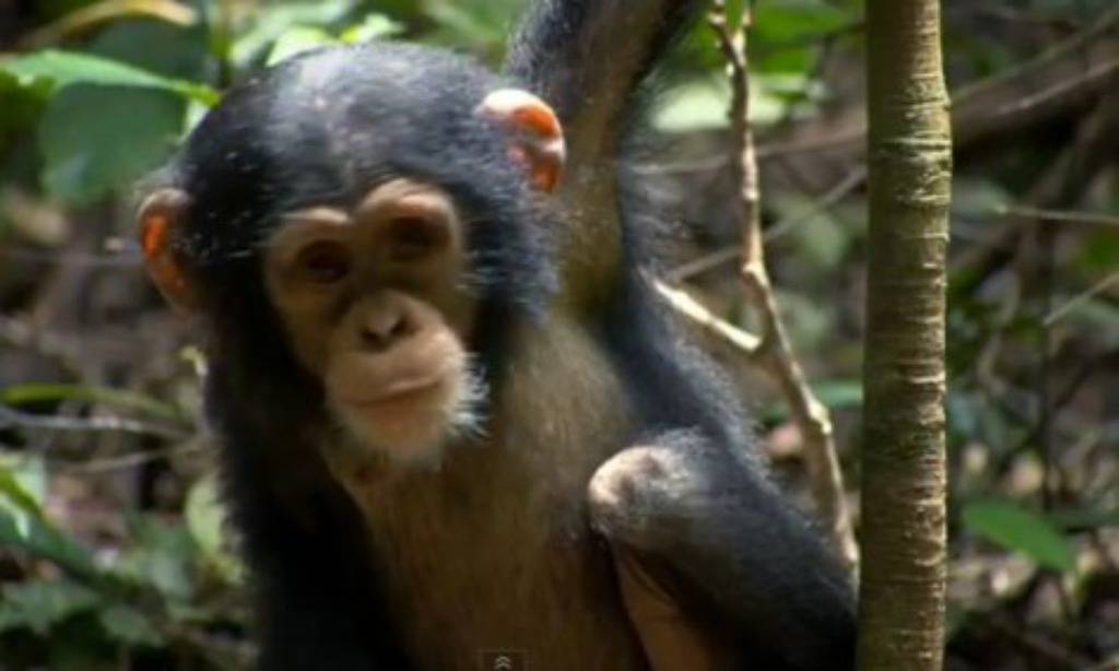 Nevjerojatna ljubav: Alfa mužjak glumi mamu maloj čimpanzi Oscaru