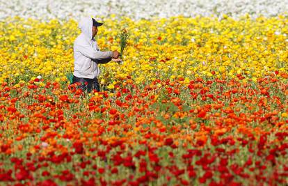 Zadivljujući prizori: Pogledajte kilometrima duga polja cvijeća 