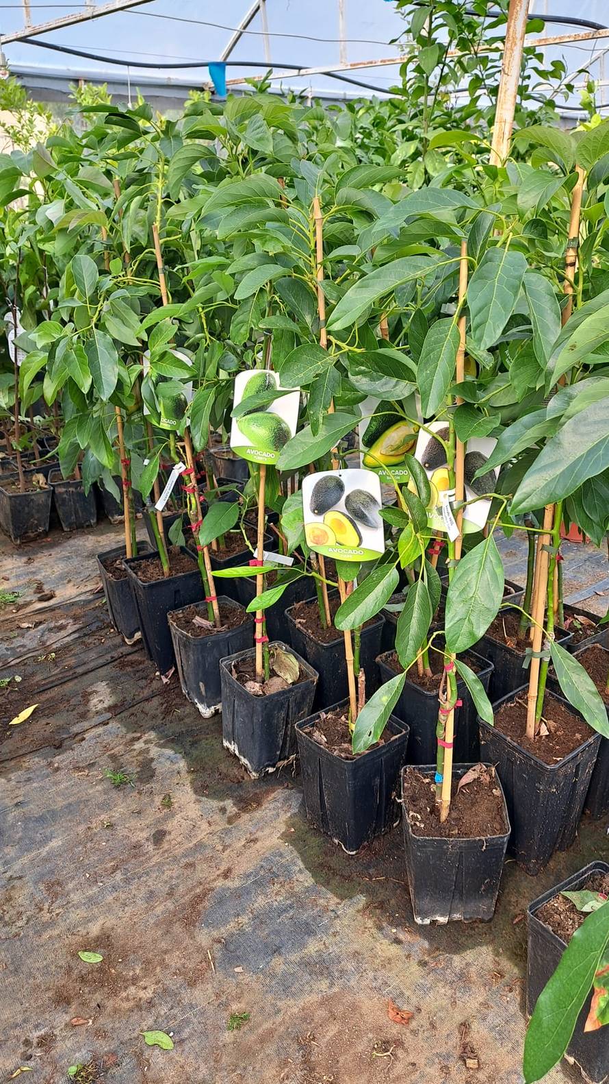 Mladi pokreću novi trend: Zašto opet svi sadimo?