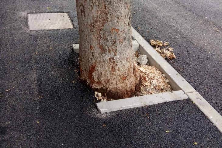 Asfaltirali korijenje stabala u Puli, stanovnici su zgroženi