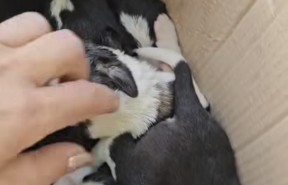 Neviđeni čin okrutnosti! Devet štenaca pronađeno u vrećici kraj zadarske benzinske: 'Sramota!'