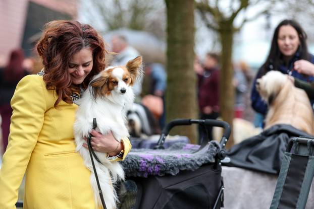 Izložba pasa svih pasmina ispred shopping centra Westgate City u Zaprešiću