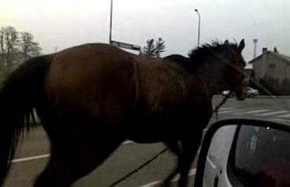Kobila je jurila krivim smjerom te prošla kroz crveno svjetlo