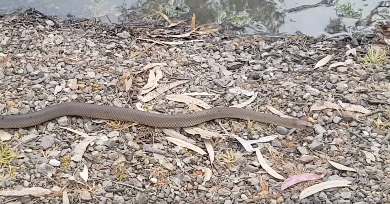 Na školskom igralištu našli  7 gnijezda najotrovnije zmije