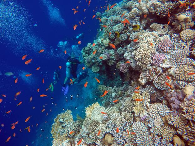 EGYPT-DAHAB-BLUE HOLE-CORALS