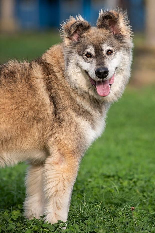 FOTO Ove predivne njuške traže dom: Pružite im priliku za sreću!
