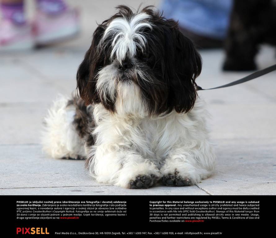 Duško Jaramaz/PIXSELL