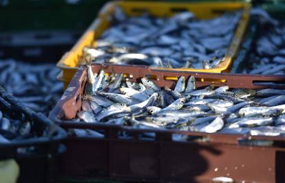 Ribarstvo: Hrvatska izborila amandman važan za Jadran