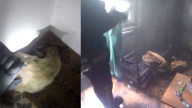 Vatrogasci iz gorućeg stana u Draškovićevoj spasili mačke