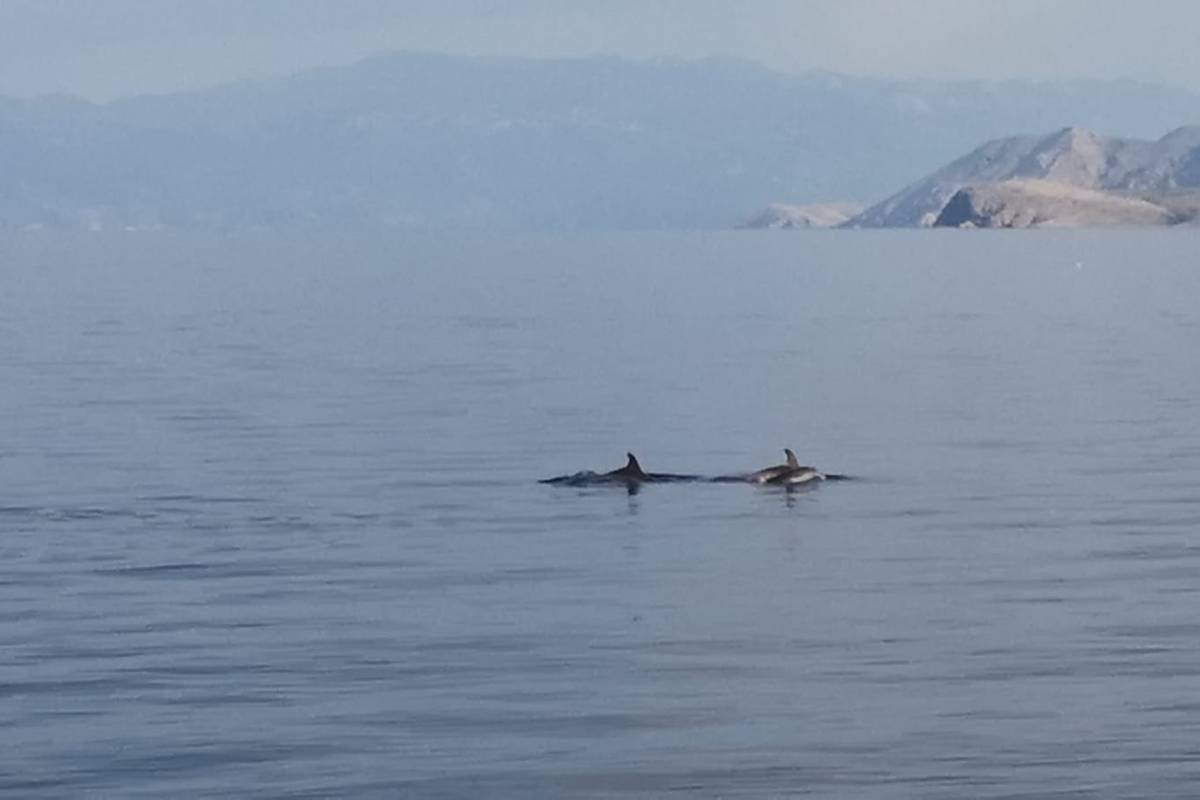 VIDEO Pet dobrih dupina u igri snimili kod Crikvenice: 'Ovo je prvi put da ih ovdje vidim'