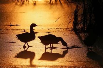 Geese are seen silhouetted against the setting sun at a lake in the village of Peremoha