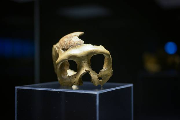 Zagreb: Otvorenje izložbe Lubanja C u Prirodoslovnom muzeju