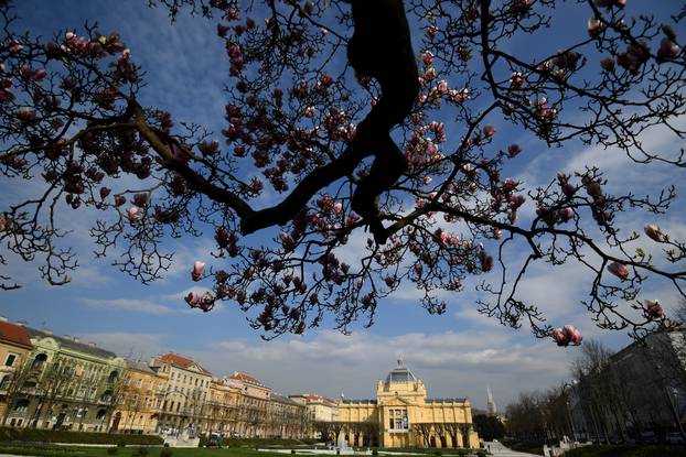 Zagreb: Magnolija na Trgu kralja Tomislava uljepšava centar grada