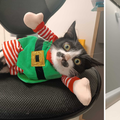 FOTO Ovi mačići u neodoljivim božićnim kombinacijama traže dom: 'Prirasli su nam srcu, ali...'