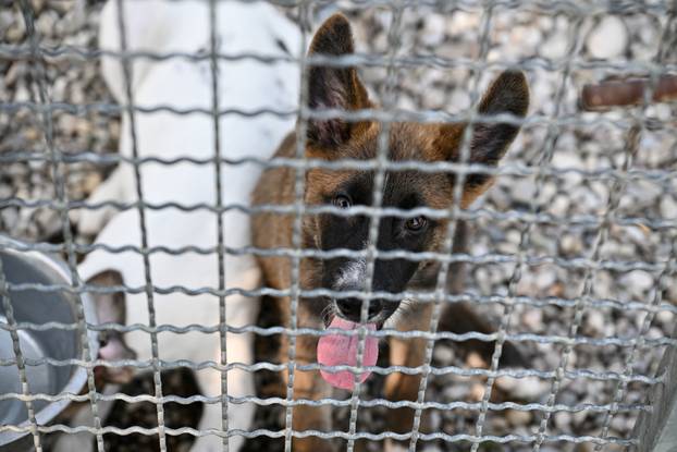 Zagreb: Sklonište za životinje u Dumovcu