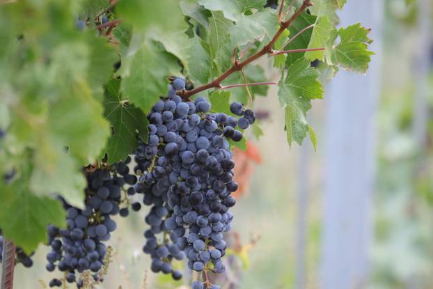 Zmajevac:  Vinski Bor maraton