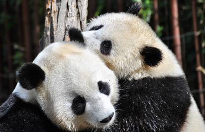 Borba za očuvanje panda šteti ostalim sisavcima na području
