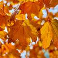 Gdje nestaje zelena: Zašto lišće uopće mijenja boju na jesen?