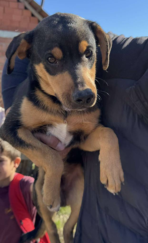 FOTO Ovo su oduzeti psi iz romskog naselja. U jednom danu spasili ih 37! Udomite ih