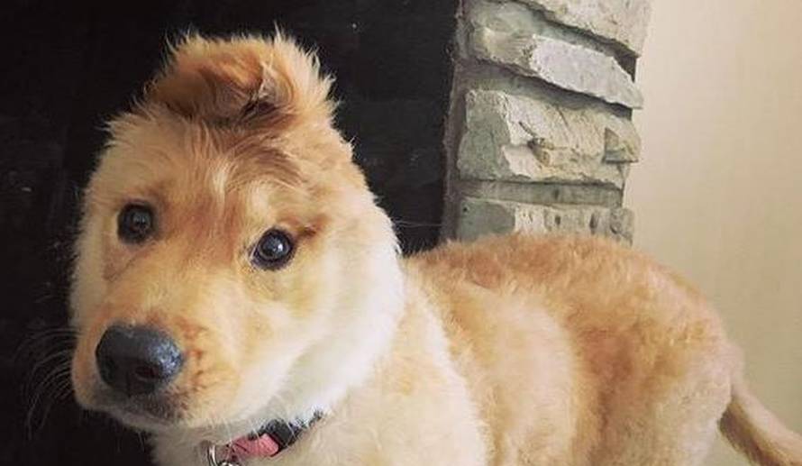 Štene zlatnog retrivera ima jedno uho i sad je kao jednorog