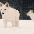 VIDEO Pogledajte izumrlu vrstu vuka koju su 'oživjeli'! Na tajnoj lokaciji ih nadziru dronovima