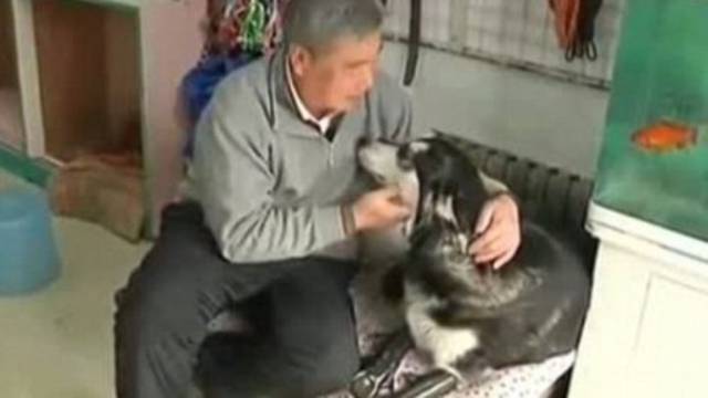 Veterinar psu bez nogu omogućio da ponovno hoda
