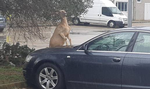 Koza skočila na haubu Audija: 'Stari, koji motor imaš unutra'