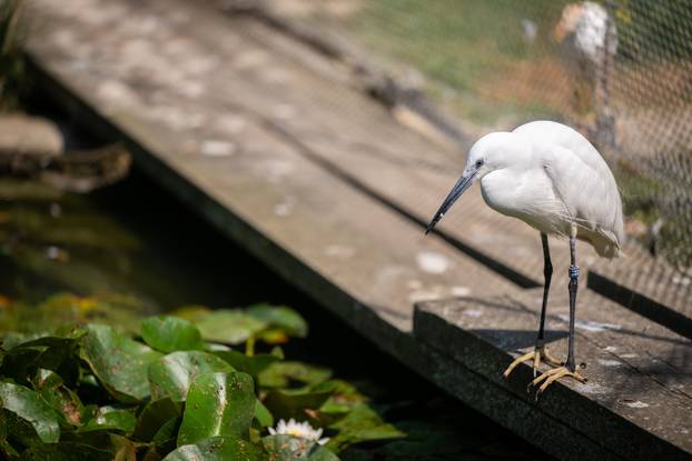 Zagreb: Životinje u Zoološkom vrtu odmaraju tijekom vrućina
