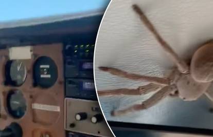 VIDEO Ogroman pauk pilotu pao u krilo u trenutku slijetanja