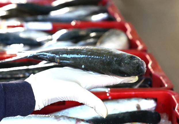 Šibenik: Ponuda ribe u šibenskoj ribarnici