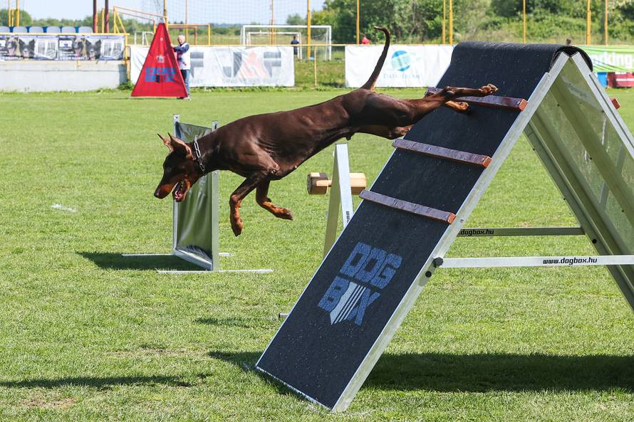 Međunarodna izložba natjecanje dobermana u Kurilovcu
