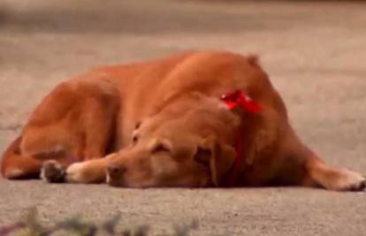 Pas satima ležao na mjestu gdje mu je poginula vlasnica