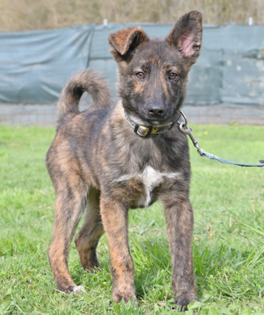 Ovaj mladić željno vas čeka u Dumovcu - Udomite ga što prije