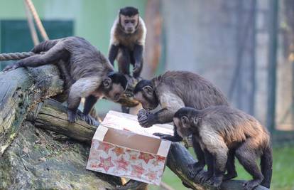 Životinje zagrebačkog ZOO-a na Štefanje čekaju božićni darovi