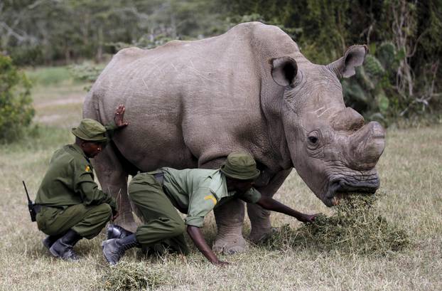Wardens assist the last surviving male northern white rhino named 