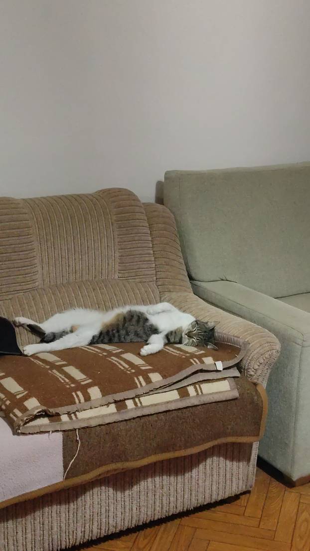 SUPER FOTKE vaših ljubimaca! Neki bi mogli biti viralni hit, ali svi su jednostavno neodoljivi